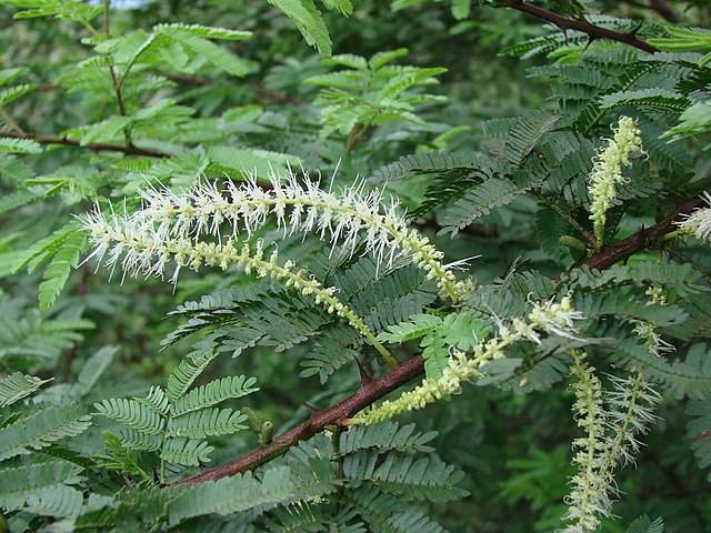 Mimosa tenuiflora by João Medeiros